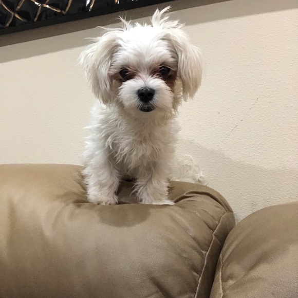 Meet your POSHER - Picture 5 of 9